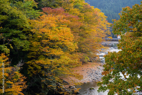Obraz na płótnie みたらい渓谷(奈良県天川村)の紅葉 w salonie