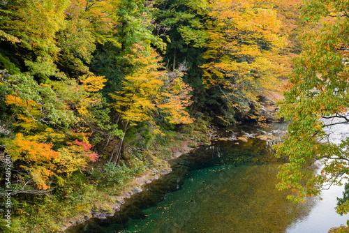 Obraz na płótnie みたらい渓谷(奈良県天川村)の紅葉 w salonie