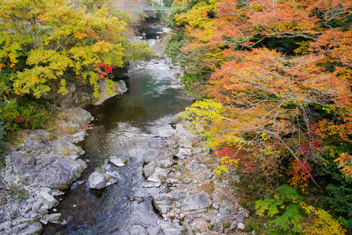 Obraz na płótnie みたらい渓谷(奈良県天川村)の紅葉 w salonie