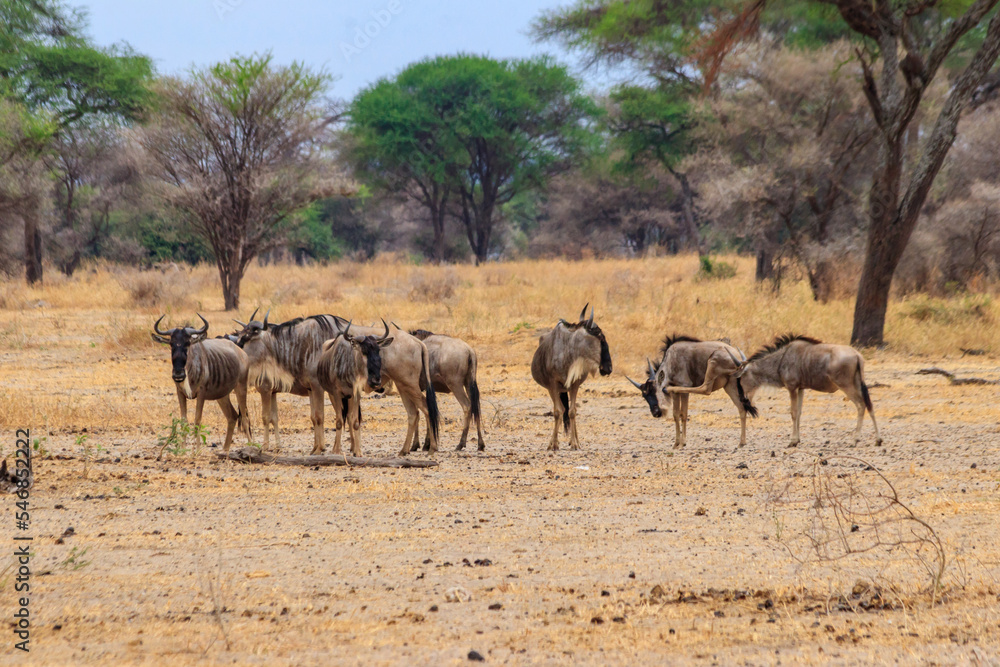 Herd of blue wildebeest (Connochaetes taurinus) in Tarangire National Park, Tanzania Herd of blue wildebeest (Connochaetes taurinus) in Tarangire National Park, Tanzania