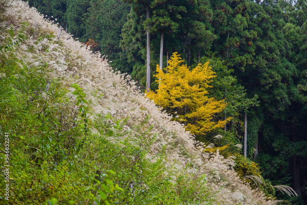 みたらい渓谷(奈良県天川村)の紅葉