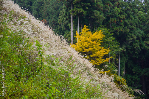 Obraz na płótnie みたらい渓谷(奈良県天川村)の紅葉 w salonie