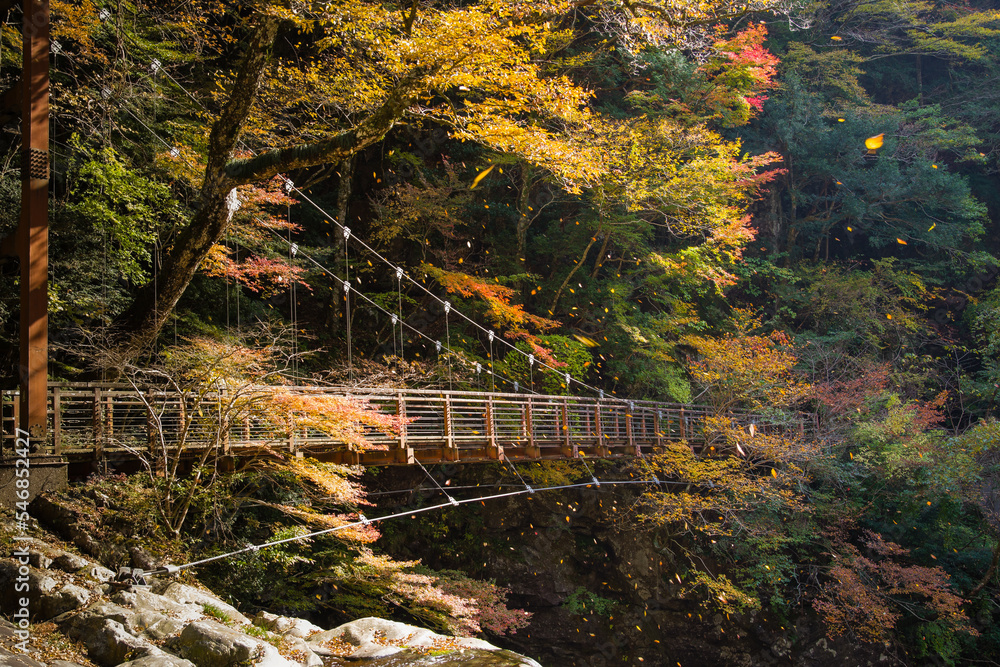 みたらい渓谷(奈良県天川村)の紅葉
