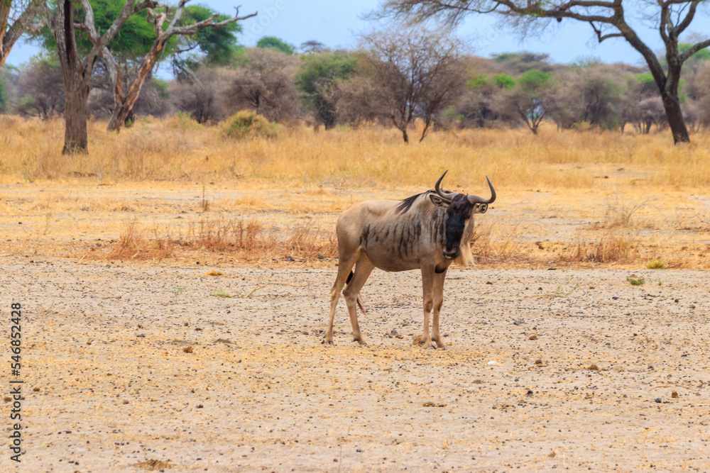 Blue wildebeest (Connochaetes taurinus) in Tarangire National Park, Tanzania Blue wildebeest (Connochaetes taurinus) in Tarangire National Park, Tanzania