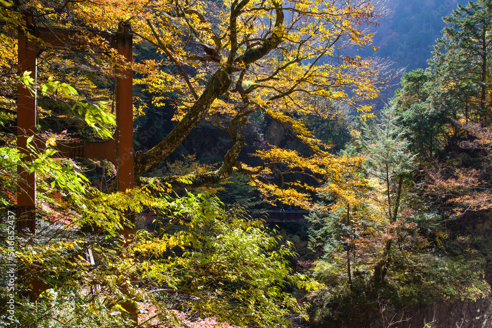 みたらい渓谷(奈良県天川村)の紅葉