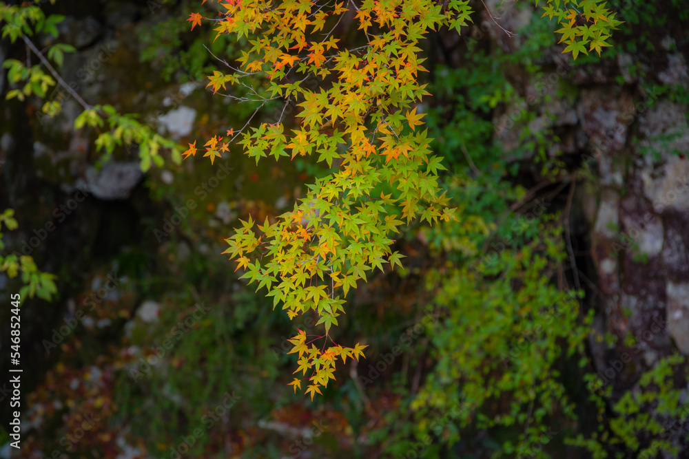 みたらい渓谷(奈良県天川村)の紅葉