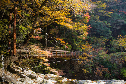 Obraz na płótnie みたらい渓谷(奈良県天川村)の紅葉 w salonie
