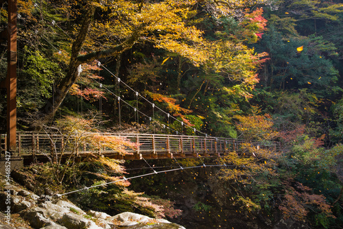 Obraz na płótnie みたらい渓谷(奈良県天川村)の紅葉 w salonie
