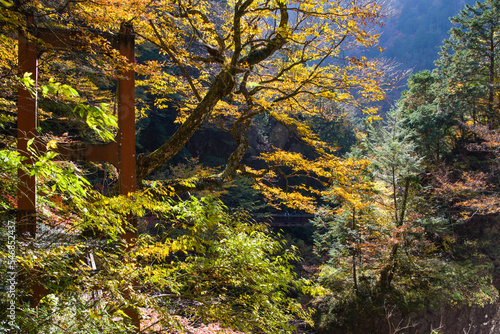 Obraz na płótnie みたらい渓谷(奈良県天川村)の紅葉 w salonie