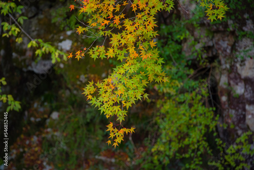 Obraz na płótnie みたらい渓谷(奈良県天川村)の紅葉 w salonie