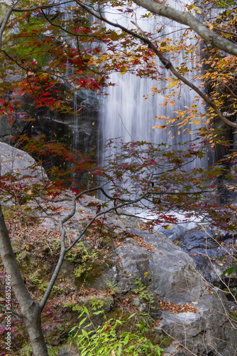 Obraz na płótnie みたらい渓谷(奈良県天川村)の紅葉 w salonie