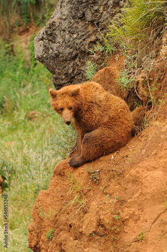 oso iberico en el paruqe de cabarceno en cantabria photo