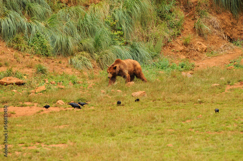 oso iberico en el paruqe de cabarceno en cantabria