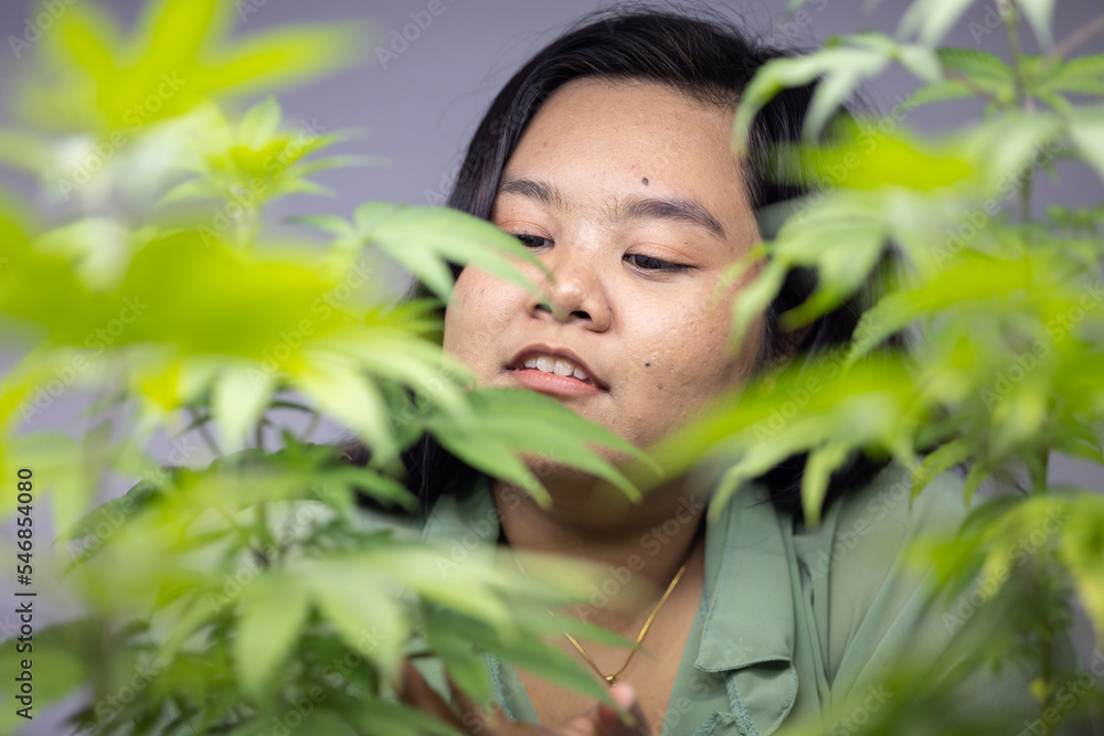 Portrait asian overweight women in cannabis greenhouse farm. Looking to hemp leaves. Marijuana therapy business. Portrait asian overweight women in cannabis greenhouse farm. Looking to hemp leaves. Marijuana therapy business.