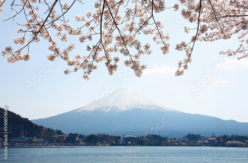 Mt. Fuji and cherry blossoms