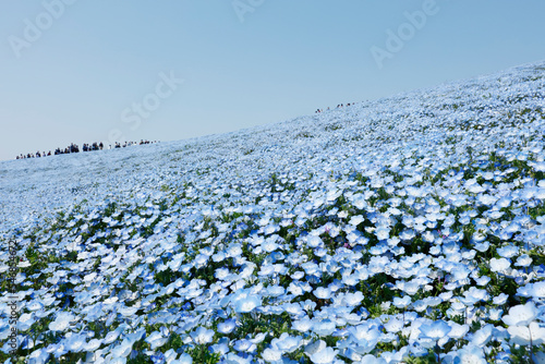 nemophila flowers, Japan