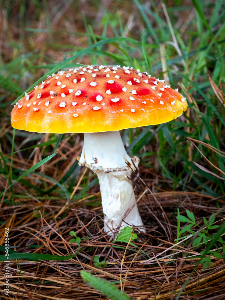 selective focus of fly agaric or fly amanita mushroom (Amanita muscaria) on a forest floor with blurred background selective focus of fly agaric or fly amanita mushroom (Amanita muscaria) on a forest floor with blurred background