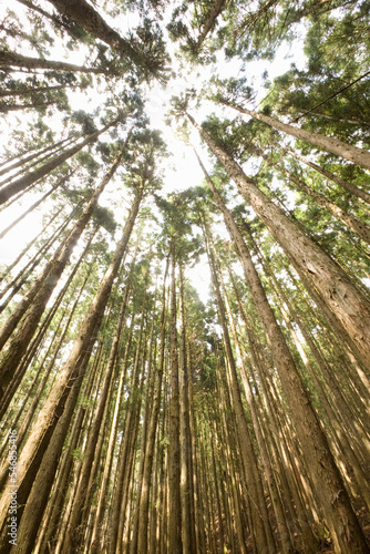 Japanese cedar tree