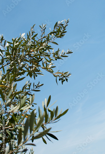 Olive trees, Italy