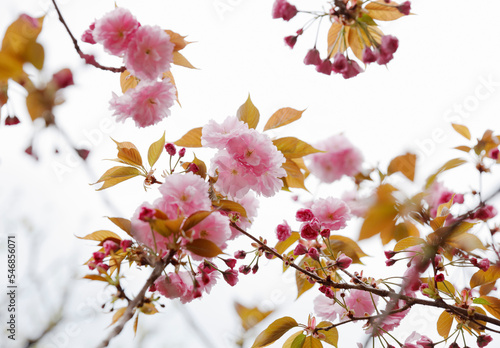double cherry blossoms in spring