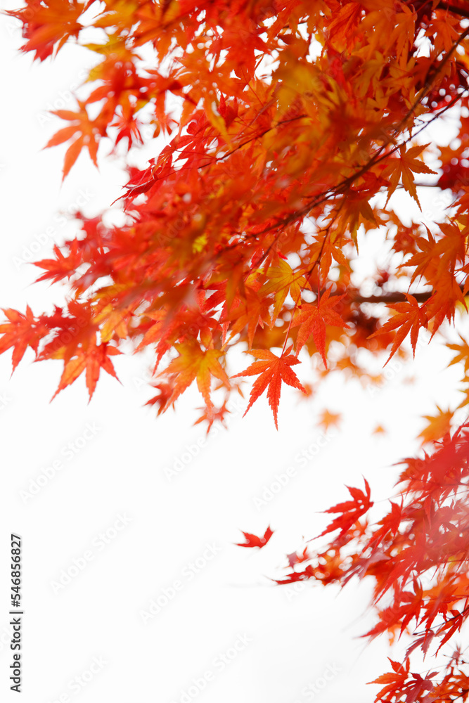 autumn maple leaves background, Japan autumn maple leaves background, Japan