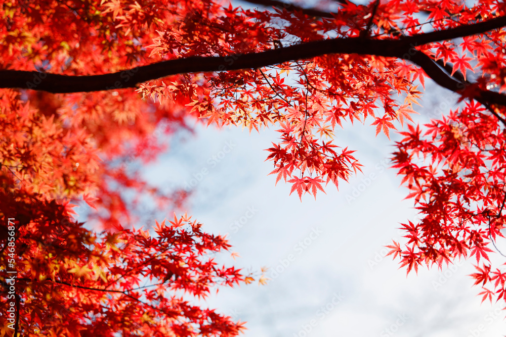 autumn maple leaves background, Japan autumn maple leaves background, Japan