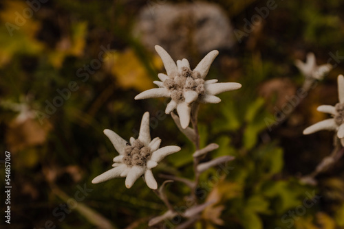 edelweiss flower in the garden