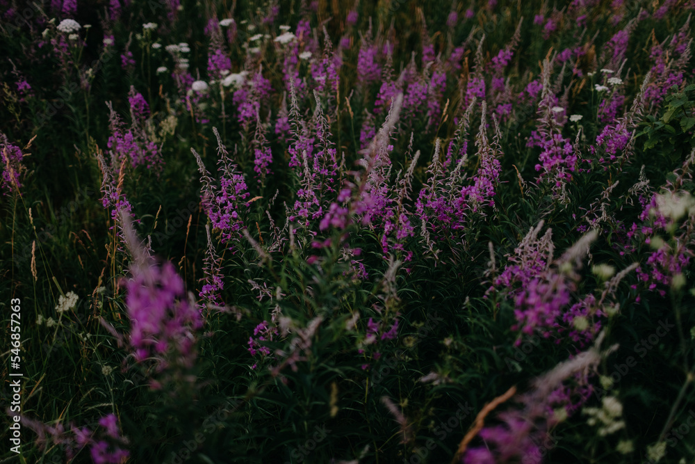 Fototapeta premium Dark flower background, beautiful wild flowers in sunset meadow, blooming sally, purple flowers in field soft focus