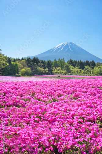 Shibazakura (pink moss) flowers and fuji mountain in Yamanashi Prefecture of Japan.