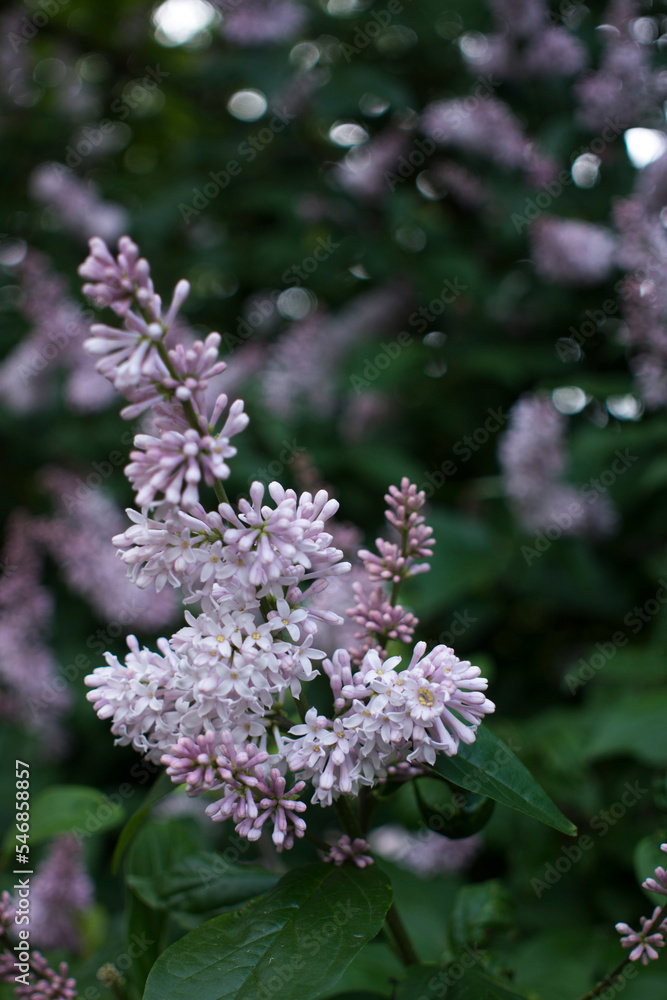 Flower background - lilac flowers in spring garden Flower background - lilac flowers in spring garden