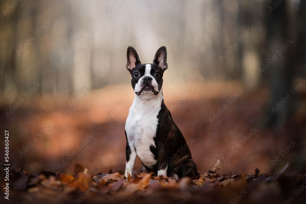 Boston Terrier dog portait in autumn time Boston Terrier dog portait in autumn time
