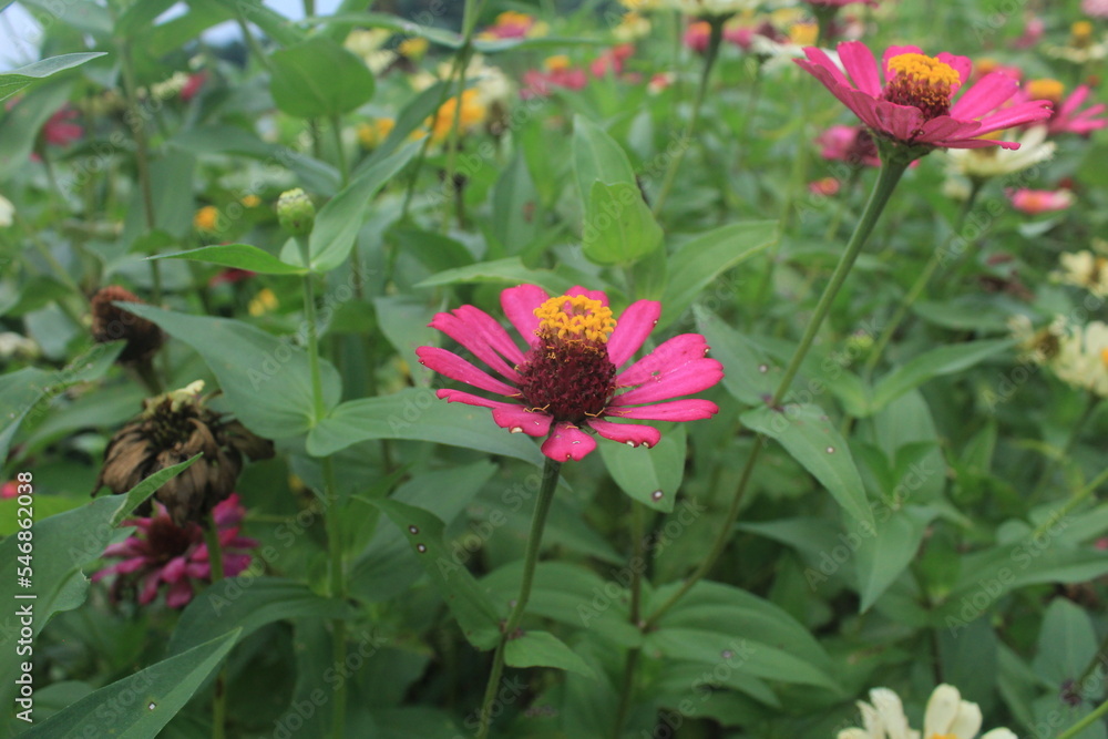 pink zinnias pink zinnias