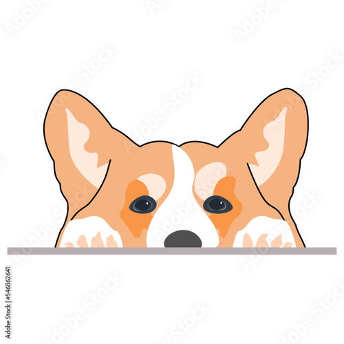 corgi looks out from behind the table