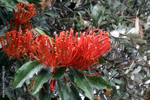 Close up of Firewheel tree blooms, Sydney New South Wales Australia photo