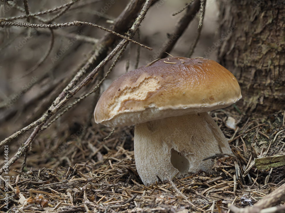 Steinpilz (Boletus edulis) Steinpilz (Boletus edulis)