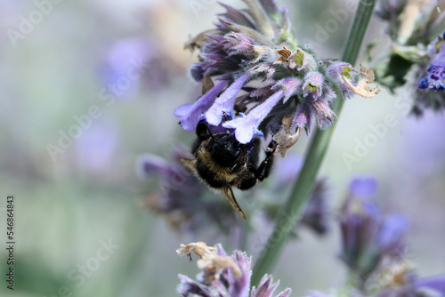 Insekten im Garten - Nahaufnahme einer kleinen Wiesenhummel beim Pollen sammeln auf den Blüten einer Katzenminze photo