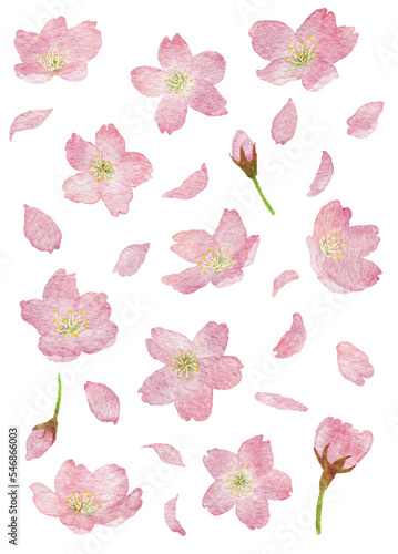 桜の花や蕾、花びらの水彩画イラストパーツ © fukufuku