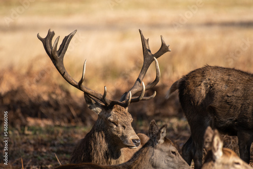 Splendid deer with damaged antlers sitting down facing right, sitting in park with dappled autumn sunlight with young deer to side and to the front photo