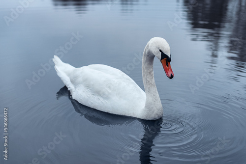 Fotografie, Obraz Close-up of a wild white swan swimming on a lake