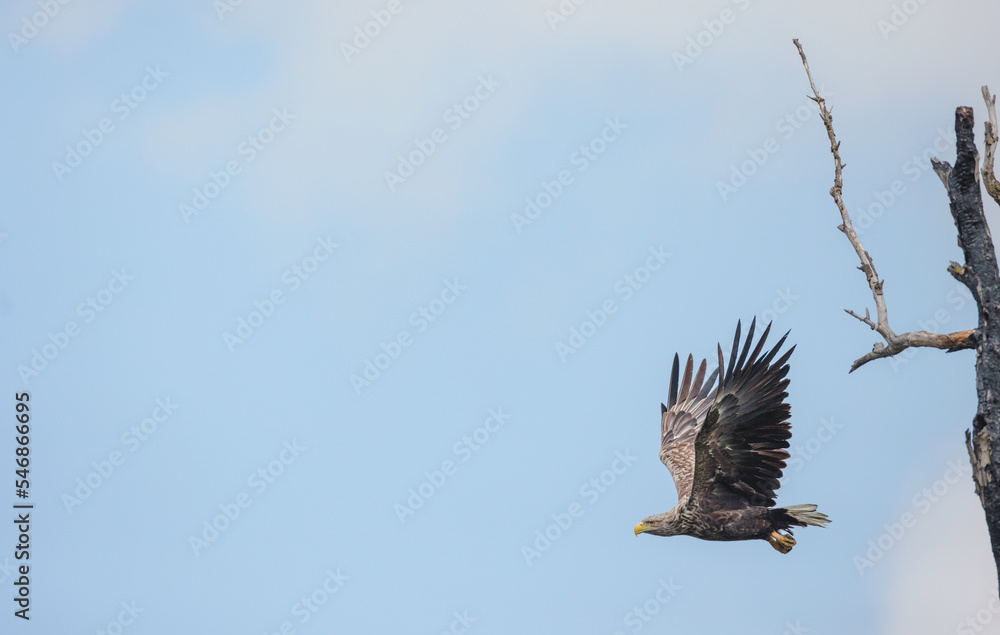 Obraz premium Birds at risk of extinction. Reduce carbon footprint, preserving earth living, causes of climate change emissions of harmful gases, carbon dioxide contributes to global warming and environmental