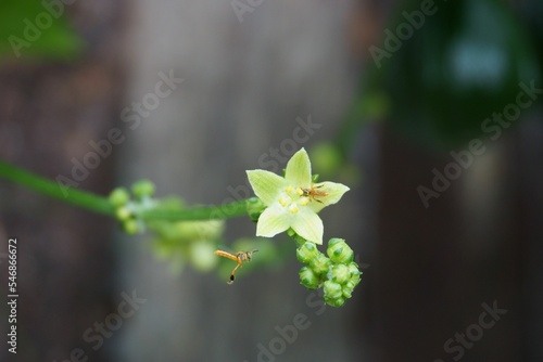 Closeup of a Tetragonisca angustula flying toward the Zehneria plant against the blurred background photo