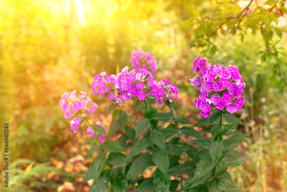 Garden phlox bright summer flowers. Blooming branches of phlox in the garden on a sunny day. Garden phlox bright summer flowers. Blooming branches of phlox in the garden on a sunny day.