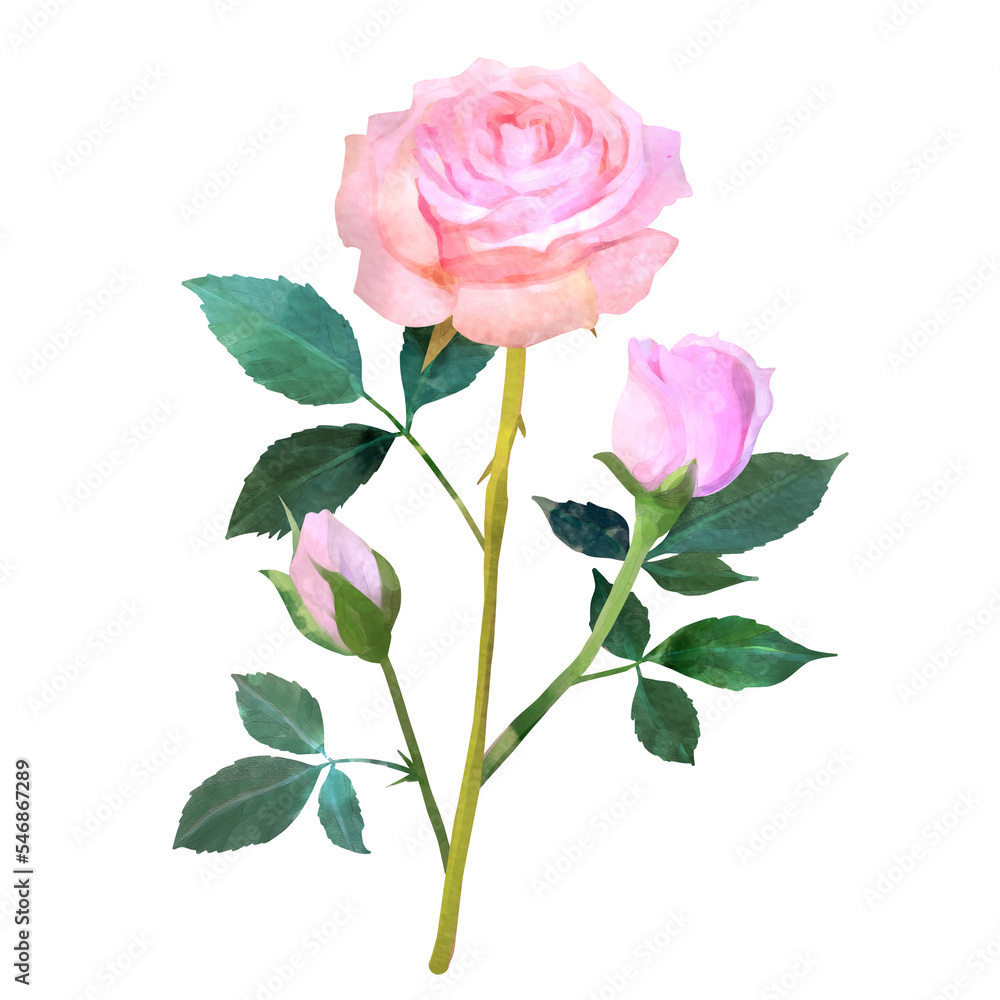 ピンク色のバラの花の水彩風背景透過イラスト