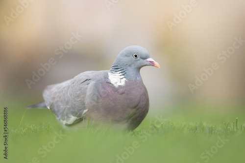 Adult common wood pigeon  columba palumbus  sitting on grass  garden bird  soft colors
