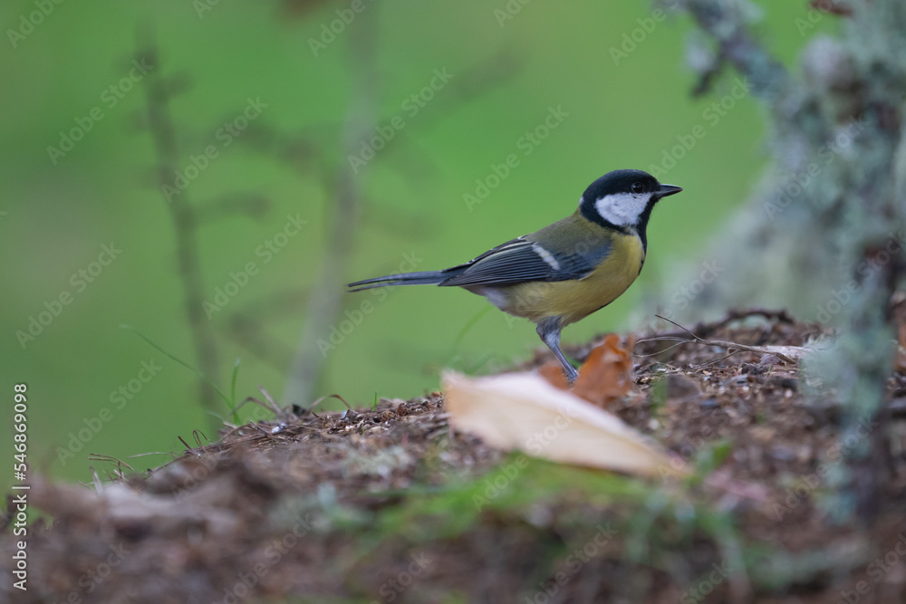 Beautiful profile portrait of a great tit perched among leaves in the mountains of Leon, Spain, Europe Beautiful profile portrait of a great tit perched among leaves in the mountains of Leon, Spain, Europe