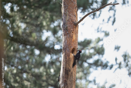 Black Woodpecker - Zwarte Specht - Dryocopus martius