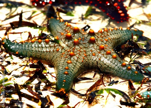 Beaded Starfish  Pentaceraster mammillatus   Kiwengwa  Zanzibar  Tanzania.