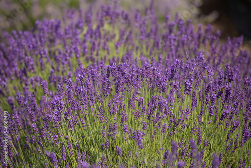 lavender garden