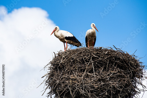 Ein Storchenpaar in seinem kunstvoll gebauten, großen Storchennest