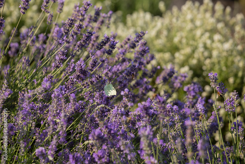 lavender garden